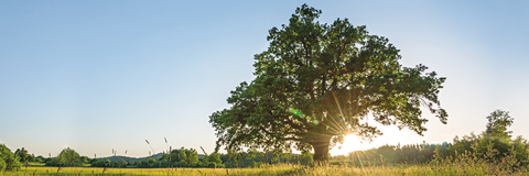 baum