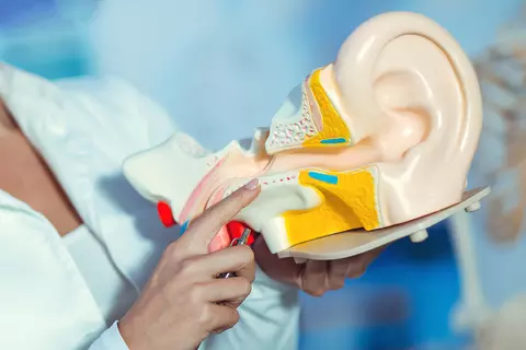 Ärztin zeigt auf 3D-Ohr-Modell