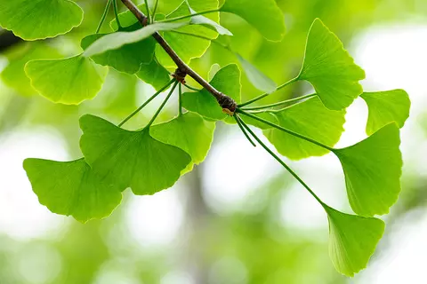 Ginkgo-Zweig Detailaufnahme