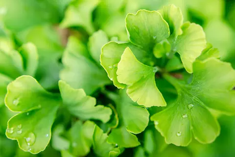 Ginkgo-Zweig Detailaufnahme