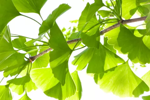 Abbildung Ginkgo biloba-Baum