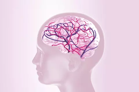 Gehirn mit gut durchbluteten Kapillaren