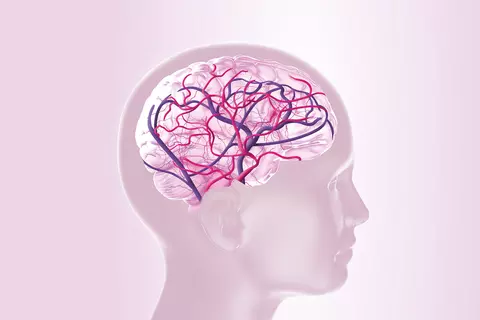 Gehirn mit gut durchbluteten Kapillaren