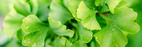 Ginkgo-Zweig Detailaufnahme