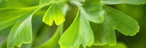 Detailaufnahme Ginkgoblaetter