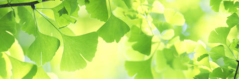 Äste eines Ginkgo-Baumes mit seinen fächerförmigen Blättern