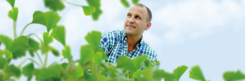 Gärtner in der Schwabe-eigenen Ginkgo-Plantage