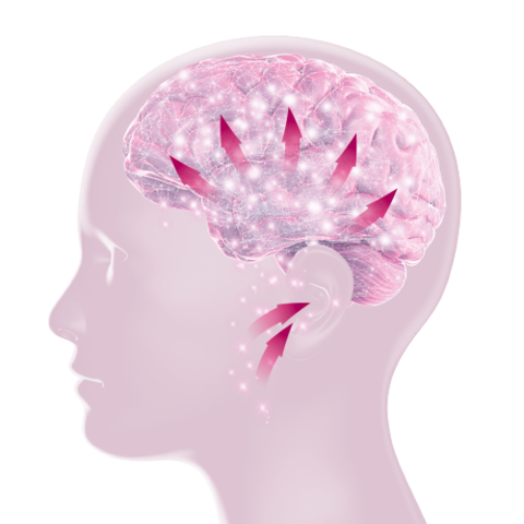 Tebonin® intens fördert die Durchblutung und unterstützt die Vernetzung von Nervenzellen.