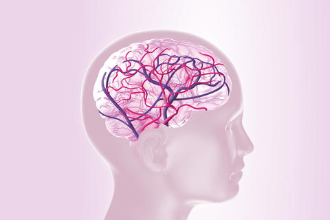 Gehirn mit gut durchbluteten Kapillaren