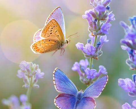 Zwei Schmetterlinge flattern um einige Blüten