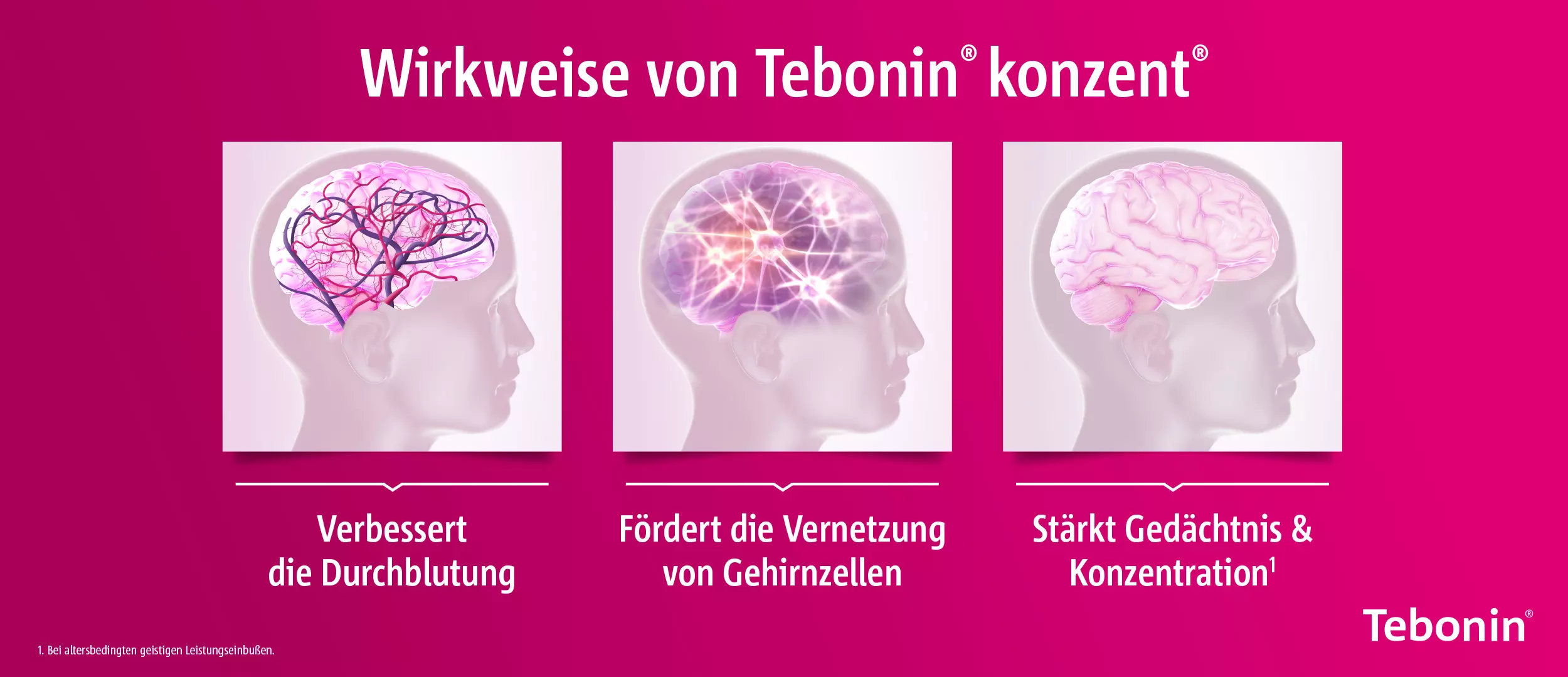 Wirkmechanismus von Tebonin® konzent®