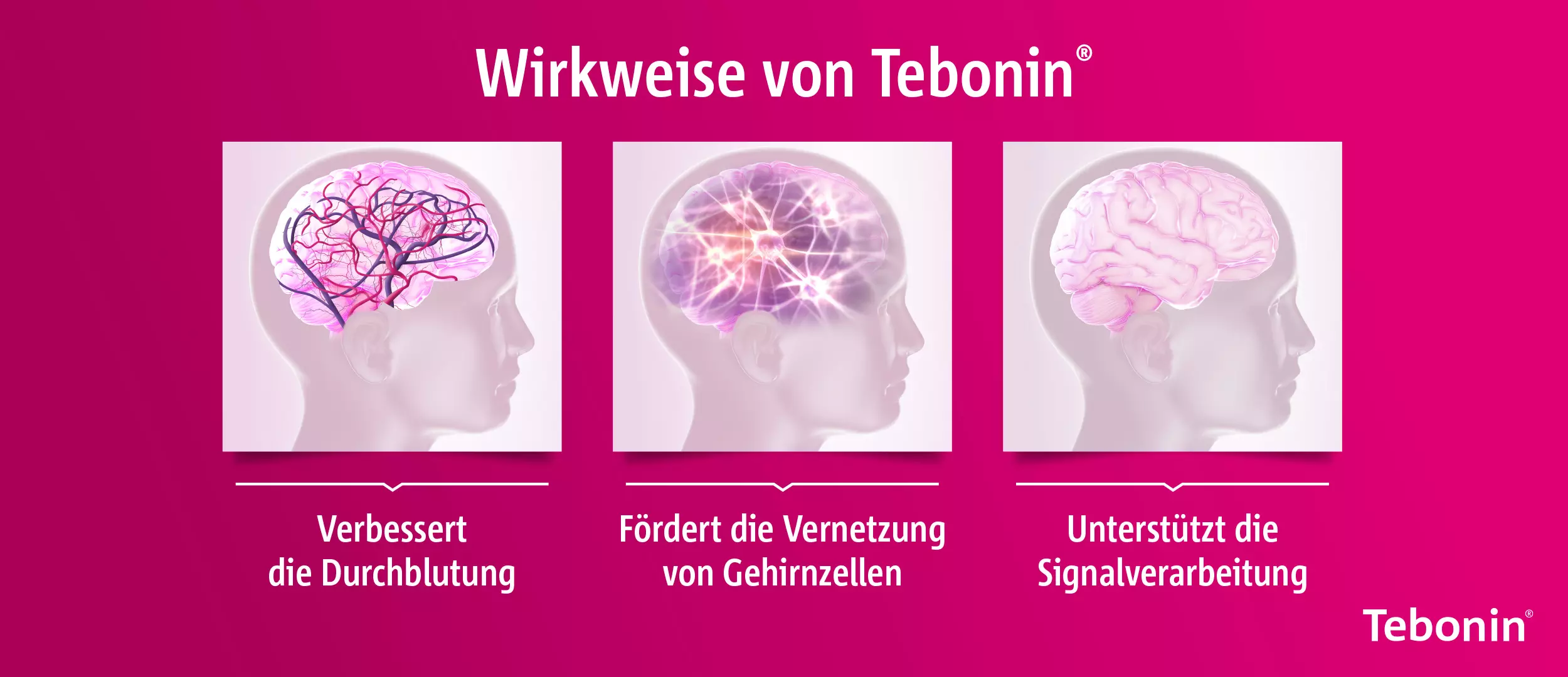 Wirkweise von Tebonin®