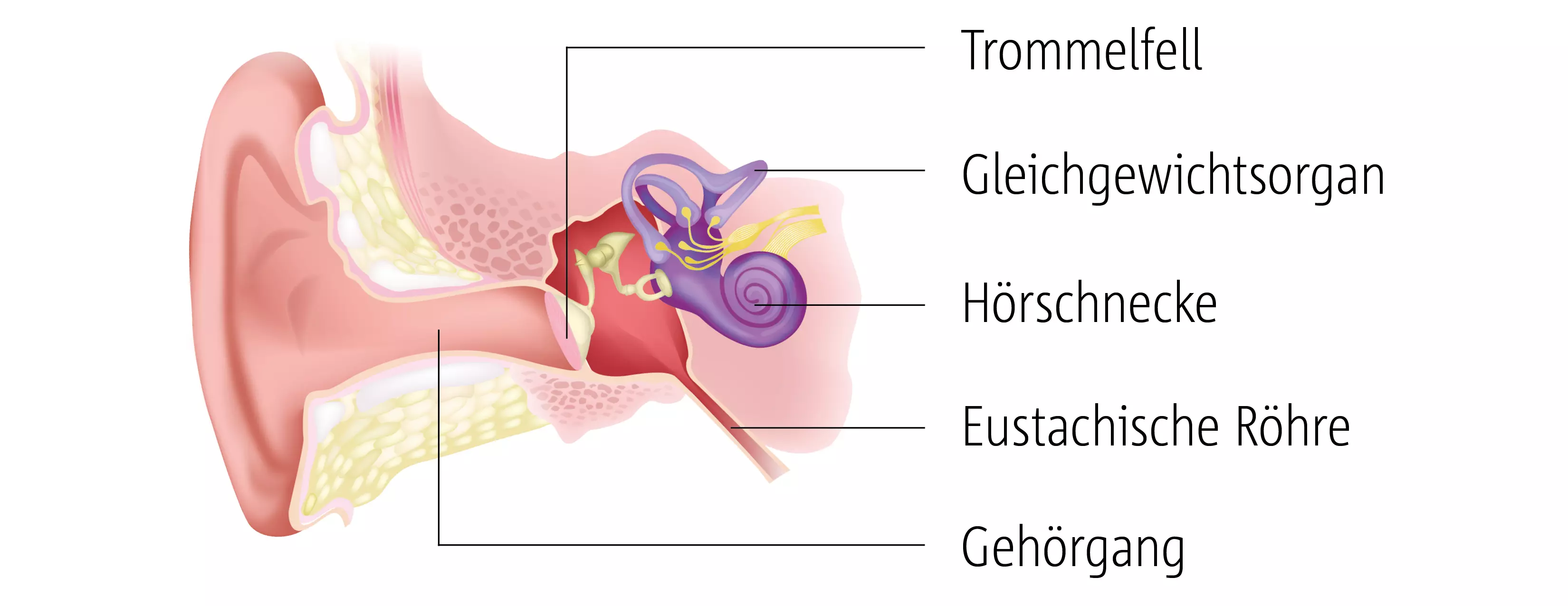 Abbildung eines Ohrs inkl. dem Gleichgewichtssinn