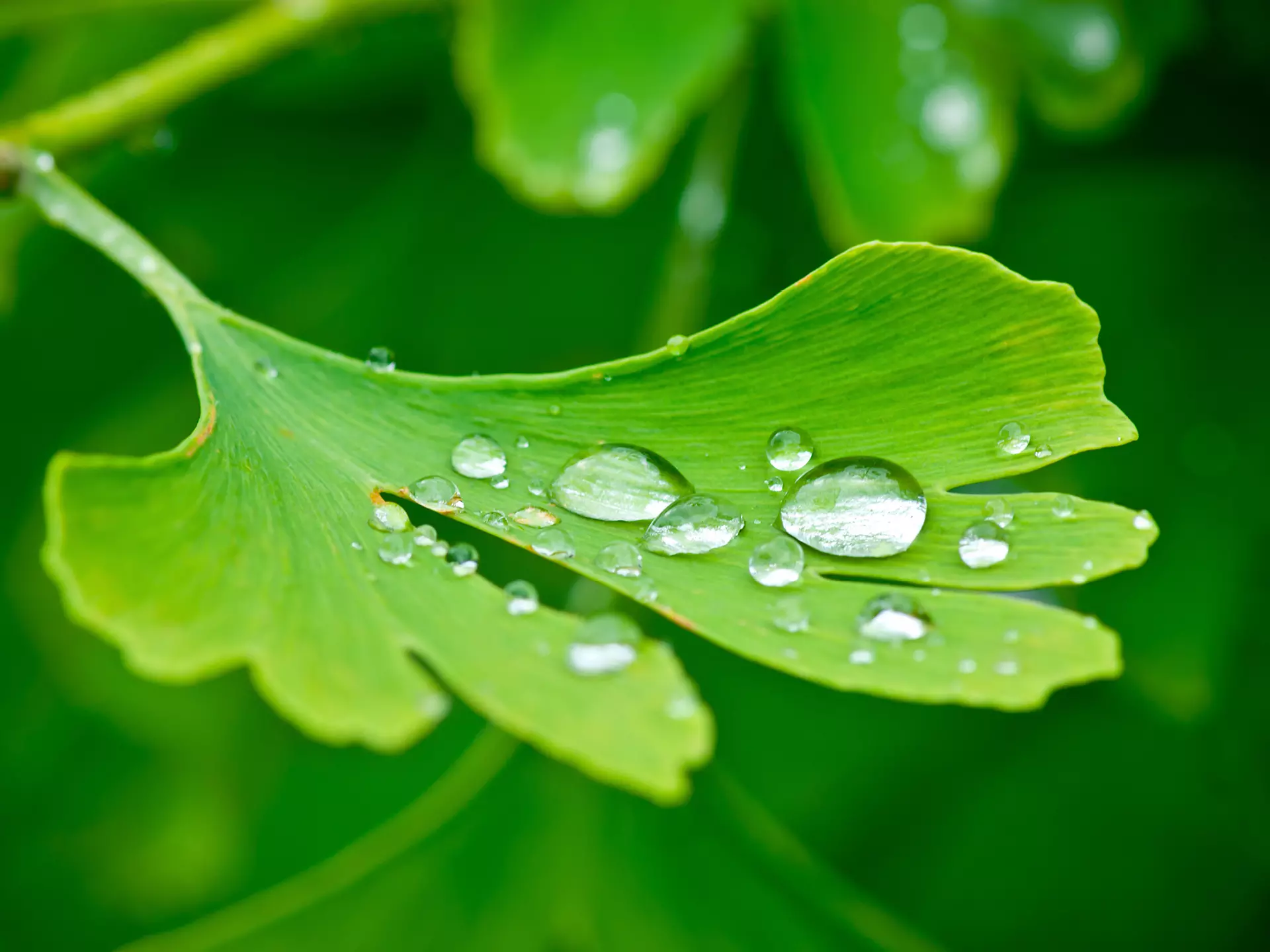 Ginkgo-Blatt mit Tropfen