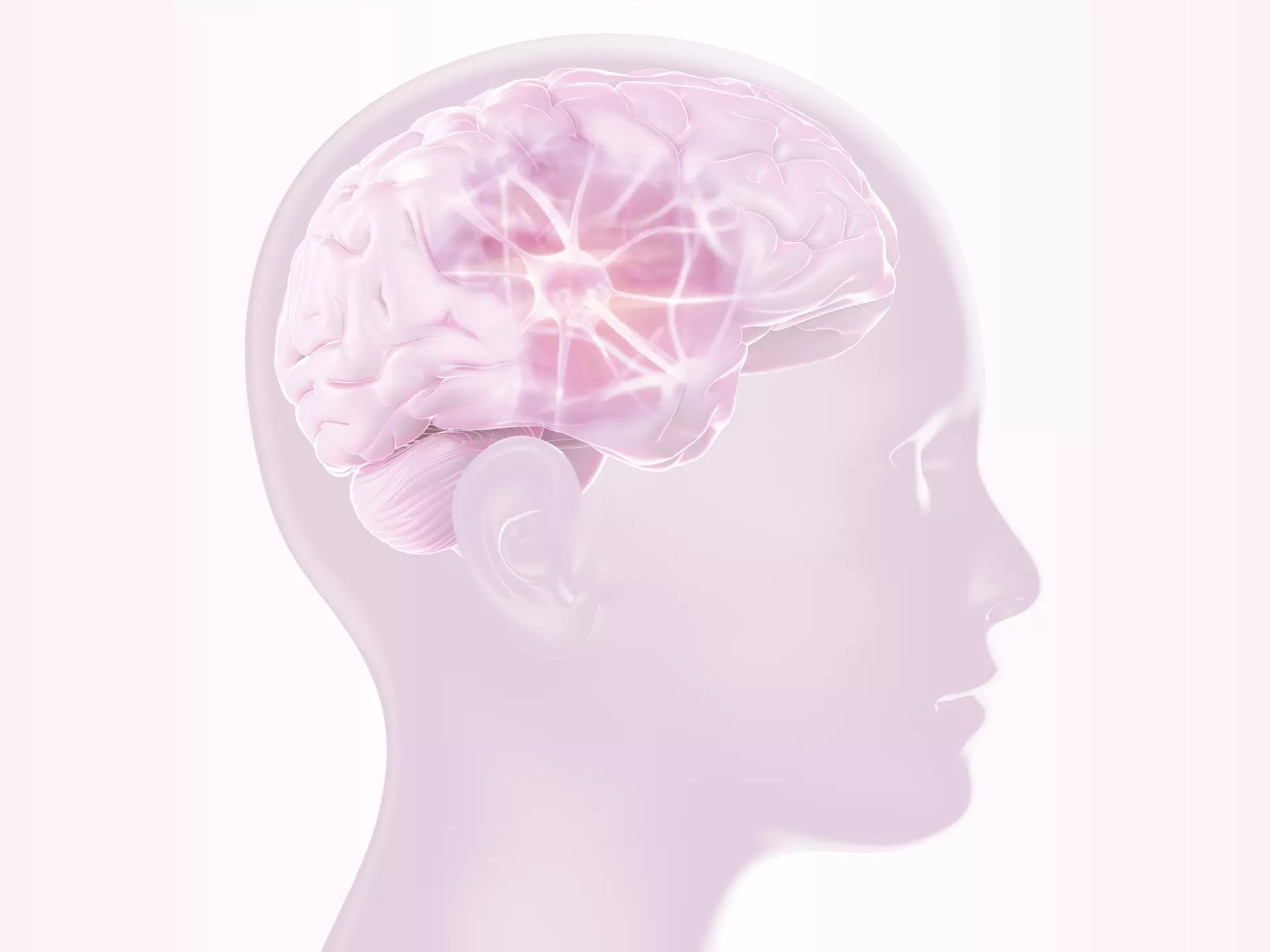 Längsschnitt durch einen menschlichen Kopf mit illustriertem Gehirn